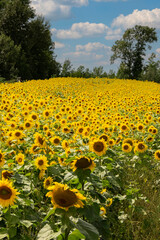 Field of Sunflowers, Sunflower, Helianthus annuus, Manitoulin Island, Ontario, Canada