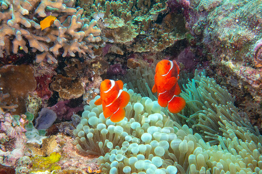 Two spine-cheeked anemone fish or maroon clownfish dancing over anemone-tentacles, Bali