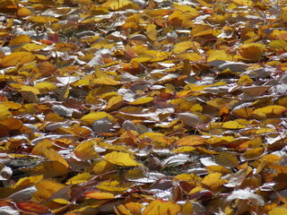 Fallen leaves