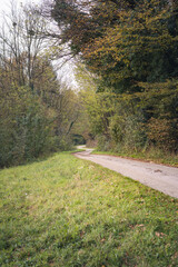 path in the woods in autumn