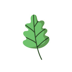 Green oak leaf vector illustration
