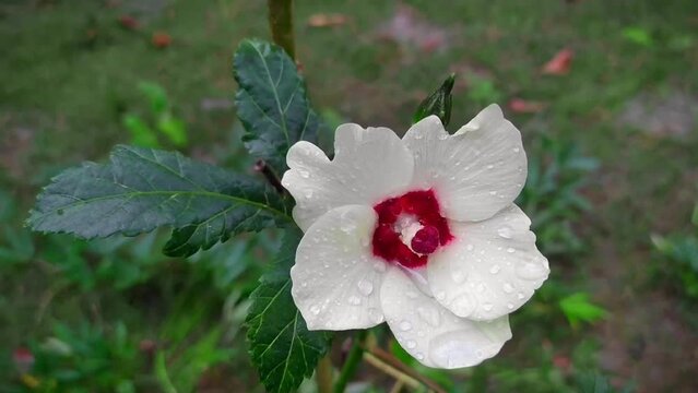 A beautiful Yellow Abelmoschus flower. The plant has used in Ayurveda herbal medicine.