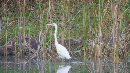 池を歩くダイサギ