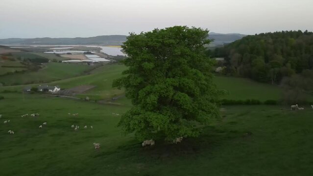 Majestic oak tree stands proudly amidst a picturesque sheep farmland in the highlands of Scotland. Adorable lambs roaming freely. Ideal for agricultural, nature, and tourism projects.