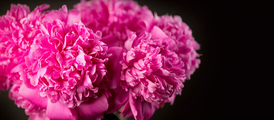purple peonies on black background. Background bouquet of beautiful pink peonies. Blooming peony flowers, close-up. Wedding background, Valentine's day concept. Blossom, flower close-up