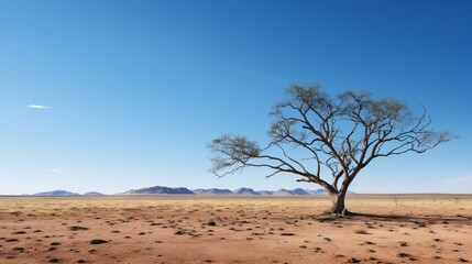 Obraz premium a tree in a desert