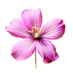 purple flower isolated on white background.