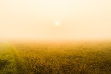 Foggy morning from Kerala paddy field 