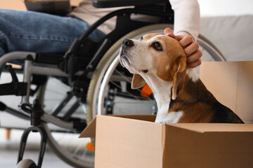 Young man in wheelchair with Beagle dog on moving day, closeup