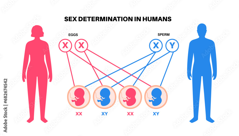 Wall mural sex determination in humans