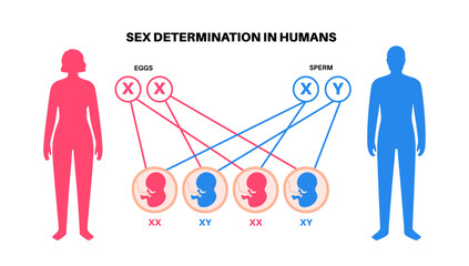 Sex Determination in Humans - 682674542