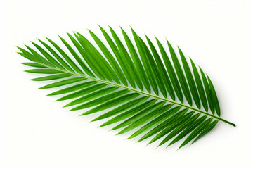 Fototapeta premium Green leaf on white background with shadow of the leaves.