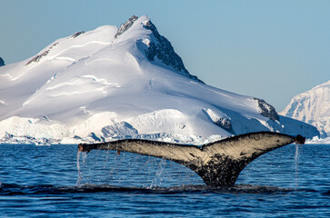 Humpback whale diving as it shows its tail flukes