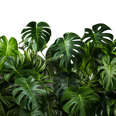 Green Tropical Leaves Backdrop on a White Background Generative AI, tropical leaves and Fern plant hedge isolated on a transparent background. Lush green leaves bush.
