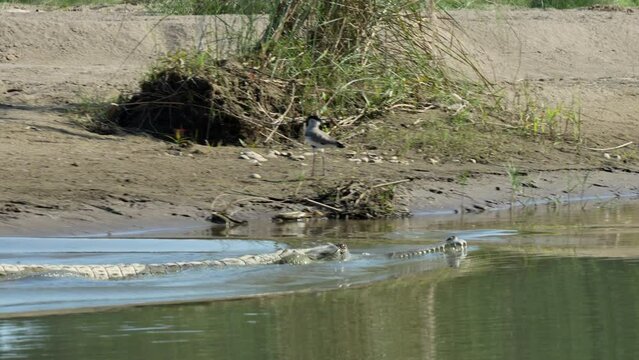A gharial crocodile leaving the bank of a river and sliding into the water before disappearing.