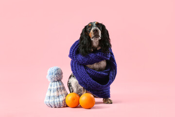Cute cocker spaniel in warm scarf with hat and oranges on pink background