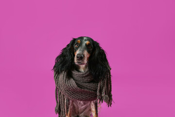 Cute cocker spaniel with warm scarf on purple background