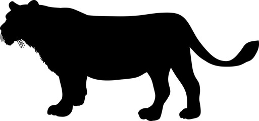 Female lion silhouette on white background. Lioness illustrations. 雌ライオンのシルエッットイラスト