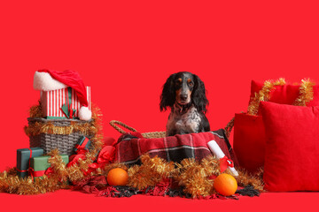 Cute cocker spaniel in basket with Christmas gifts, tinsel and oranges on red background