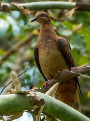Brown Cuckoo-Dove in Queensland Australia