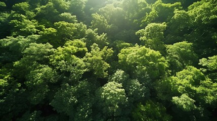 Fototapeta na wymiar a forest of trees