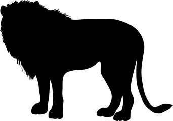 Male lion silhouette on white background. Lion vector illustrations.	雄ライオンのシルエットイラスト