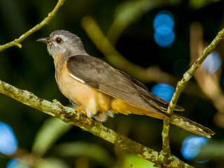 Bush Cuckoo in Queensland Australia