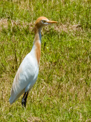 Cattle Egret in Queensland Australia