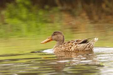 A female or immature northern shoveler (Spatula clypeata) on Longboat Key, Florida