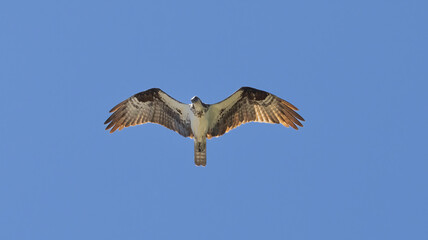 Obraz premium An Osprey in flight somewhere in Oregon