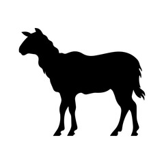 silhoutte of a sheep