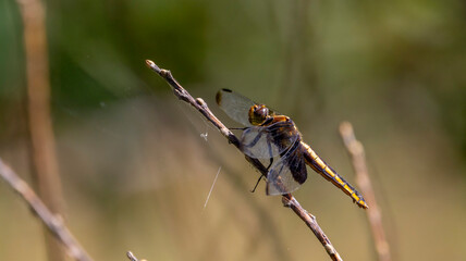 A dragonfly on a small twig in the sun.