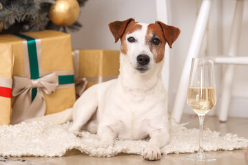 Jack Russell terrier and glass of champagne at home on Christmas eve