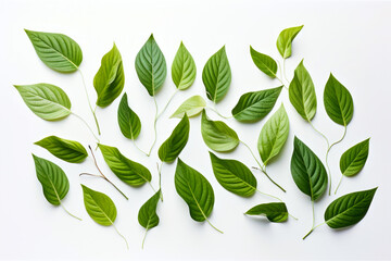 Group of green leaves on white surface with white background.