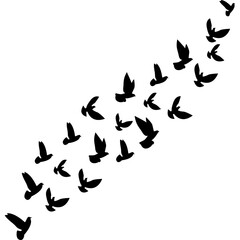 Flock of Pigeon Flying 
