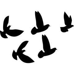 Flock of Pigeon Flying 