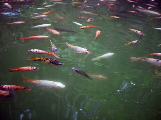 Dancing Colors: The Enchanting Elegance of Koi Fish