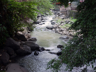 Timeless Beauty: A Close Encounter with Nature's Artistry Along the River