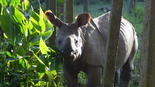 A baby rhino snacking on the leaves of a small bush in the land bordering the Chitwan National Park in Nepal.