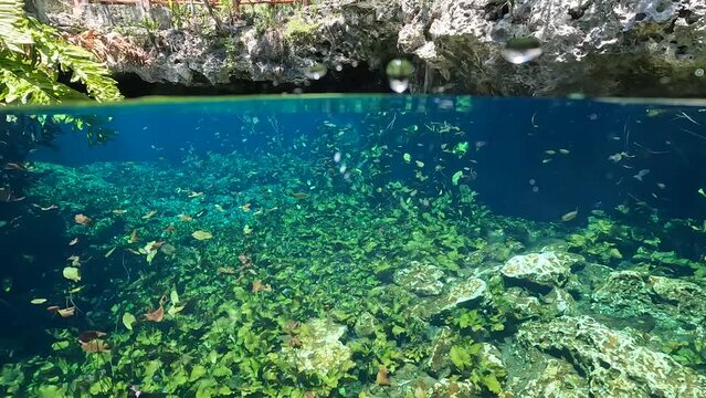 Cenote Nicte-Ha crystal clear underwater footage in Mayan jungle near Dos Ojos Cenote in Tulum, M&eacute;xico with fish swimming near the camera