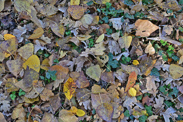 Autunno in Lombardia - Basiglio, foglie secche nel Parco Agricolo Sud Milano