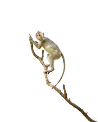 Portrait, one brown monkey or Macaca in forest park climb on branch and is enjoying and making eye contact. Material for creative idea. Isolated on white background with clipping path and transparent.