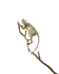 Velours gordijnen Aap Portrait, one brown monkey or Macaca in forest park climb on branch and is enjoying and making eye contact. Material for creative idea. Isolated on white background with clipping path and transparent.  © sompao