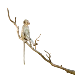 Gardinen Affe Portrait , one brown monkey or Macaca in forest park sits on branch and is enjoying and absentmindedly. Material for creative idea. Isolated on white background with clipping path and transparent.  © sompao