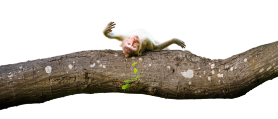 Portrait, monkey or Macaca on trees in forest park sleep and roll on the branch it enjoy relax happy alone, Cheeky expression, cute. Material for creative idea. Isolated background with transparent.