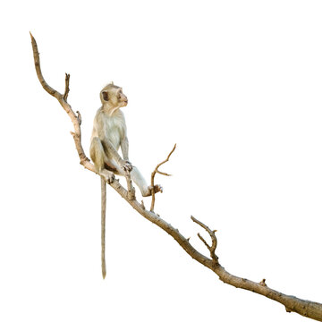 Portrait , one brown monkey or Macaca in forest park sits on branch and is enjoying and absentmindedly. Material for creative idea. Isolated on white background with clipping path and transparent.