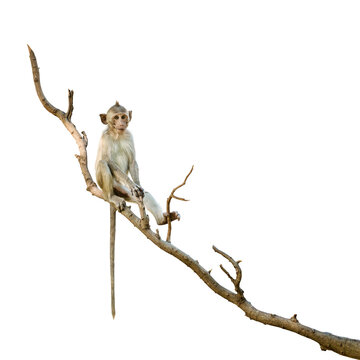 Portrait , one brown monkey or Macaca in forest park sits on branch and is enjoying and making eye contact. Material for creative idea. Isolated on white background with clipping path and transparent.