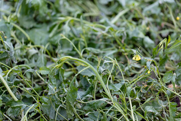 Improving soil structure with green manure. Mustard crops.