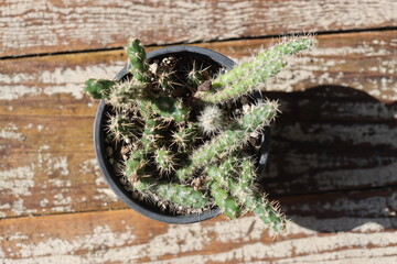 opuncja opuntia kaktus fragilis Duel