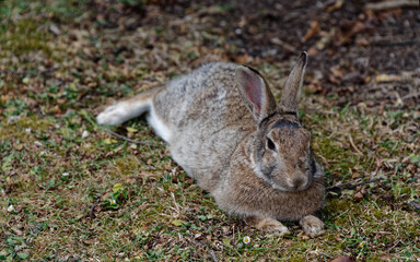 A rabbit is relaxing but its ears keep moving, listening to what is going on around it